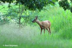 roe deer / ree (Capreolus capreolus)