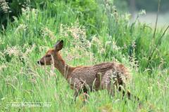 roe deer / ree (Capreolus capreolus)