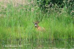 roe deer / ree (Capreolus capreolus)