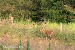 roe deer / ree (Capreolus capreolus)