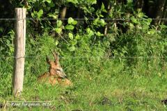 roe deer / ree (Capreolus capreolus)