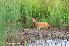 roe deer / ree (Capreolus capreolus)
