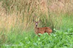 roe deer fawn / reekalf (Capreolus capreolus)