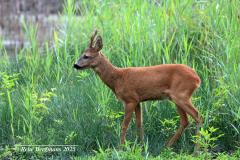 roe deer / ree (Capreolus capreolus)