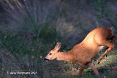 roe deer / ree (Capreolus capreolus)