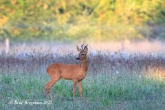 roe deer / ree (Capreolus capreolus)