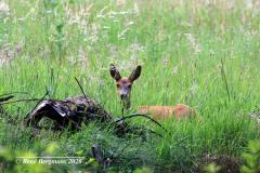 roe deer / ree (Capreolus capreolus)