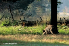 Wild boar / wild zwijn (Sus scrofa)