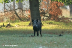 Wild boar / wild zwijn (Sus scrofa)