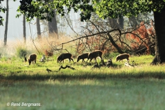 Wild boar / wild zwijn (Sus scrofa)