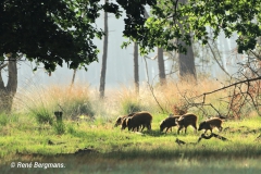 Wild boar / wild zwijn (Sus scrofa)