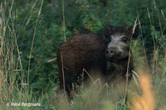 Wild boar / wild zwijn (Sus scrofa)