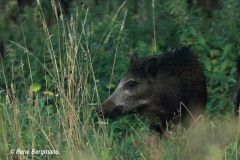 Wild boar / wild zwijn (Sus scrofa)