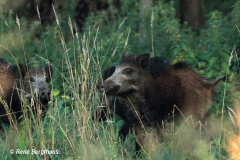 Wild boar / wild zwijn (Sus scrofa)