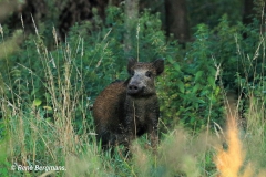 Wild boar / wild zwijn (Sus scrofa)