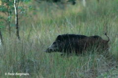 Wild boar / wild zwijn (Sus scrofa)