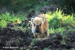 Wild boar / wild zwijn (Sus scrofa)