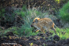 Wild boar / wild zwijn (Sus scrofa)