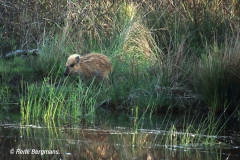 Wild boar / wild zwijn (Sus scrofa)