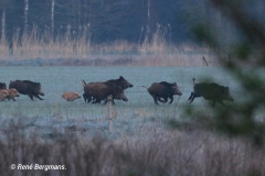 Wild boar / wild zwijn (Sus scrofa)