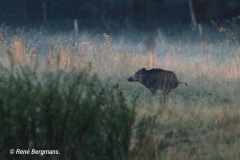 Wild boar / wild zwijn (Sus scrofa)