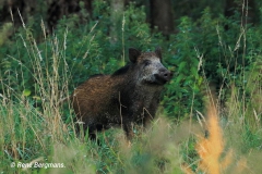 Wild boar / wild zwijn (Sus scrofa)