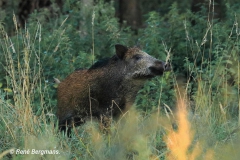 Wild boar / wild zwijn (Sus scrofa)