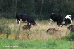 Wild boar / wild zwijn (Sus scrofa)