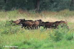 Wild boar / wild zwijn (Sus scrofa)