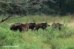 Wild boar / wild zwijn (Sus scrofa)