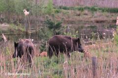 Wild boar / wild zwijn (Sus scrofa)