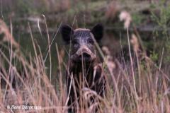 Wild boar / wild zwijn (Sus scrofa)