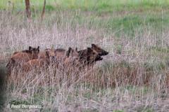 Wild boar / wild zwijn (Sus scrofa)