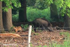 Wild boar / wild zwijn (Sus scrofa)