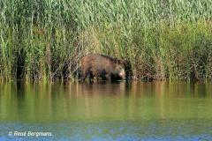 Wild boar / wild zwijn (Sus scrofa)