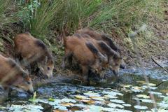 Wild boar / wild zwijn (Sus scrofa)