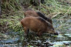 Wild boar / wild zwijn (Sus scrofa)