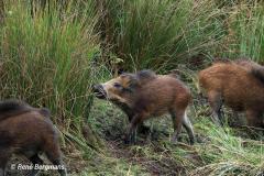 Wild boar / wild zwijn (Sus scrofa)