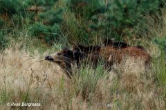 Wild boar / wild zwijn (Sus scrofa)