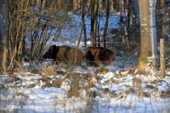 Wild boar / wild zwijn (Sus scrofa)