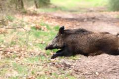 Wild boar / wild zwijn (Sus scrofa)