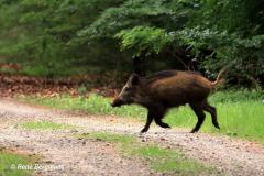 Wild boar / wild zwijn (Sus scrofa)