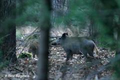 Wild boar / wild zwijn (Sus scrofa)