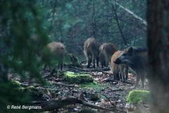 Wild boar / wild zwijn (Sus scrofa)