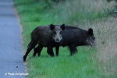 Wild boar / wild zwijn (Sus scrofa)