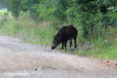 Wild boar / wild zwijn (Sus scrofa)