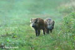 Wild boar / wild zwijn (Sus scrofa)