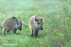 Wild boar / wild zwijn (Sus scrofa)