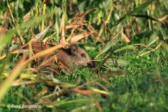 Wild boar / wild zwijn (Sus scrofa)