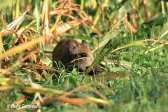 Wild boar / wild zwijn (Sus scrofa)